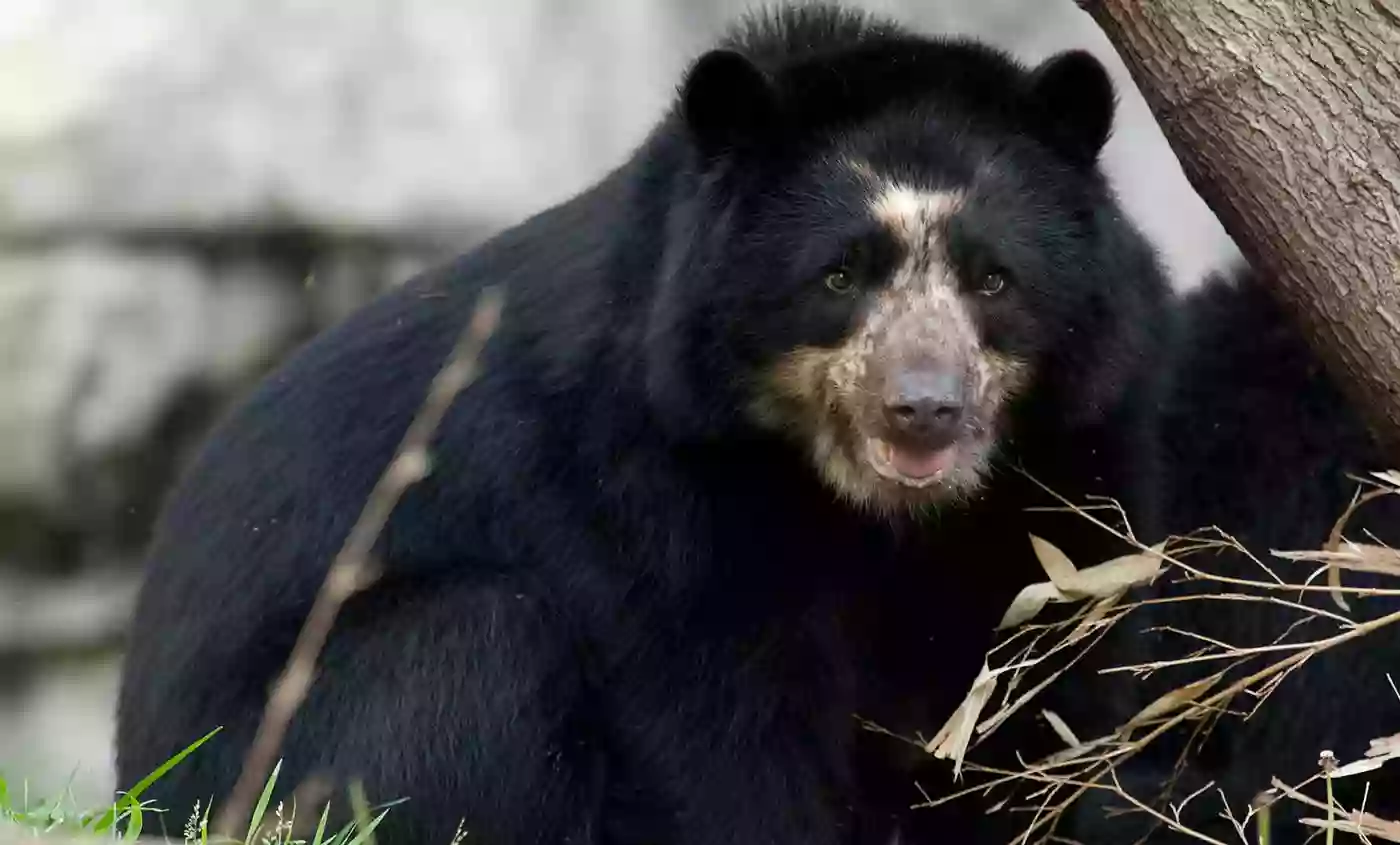 Andean Bear Exhibit