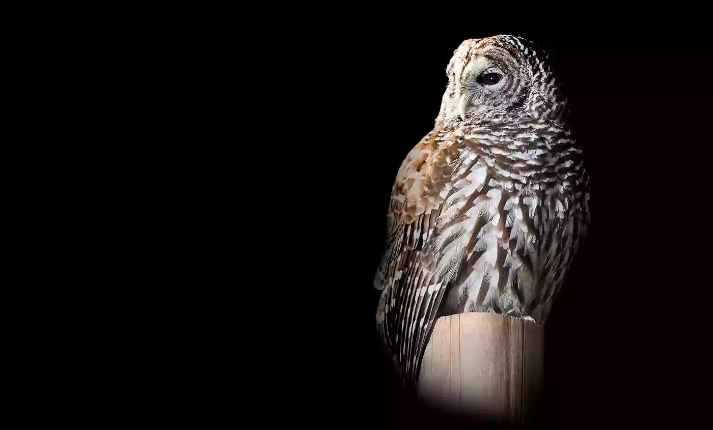 Barred Owl Exhibit