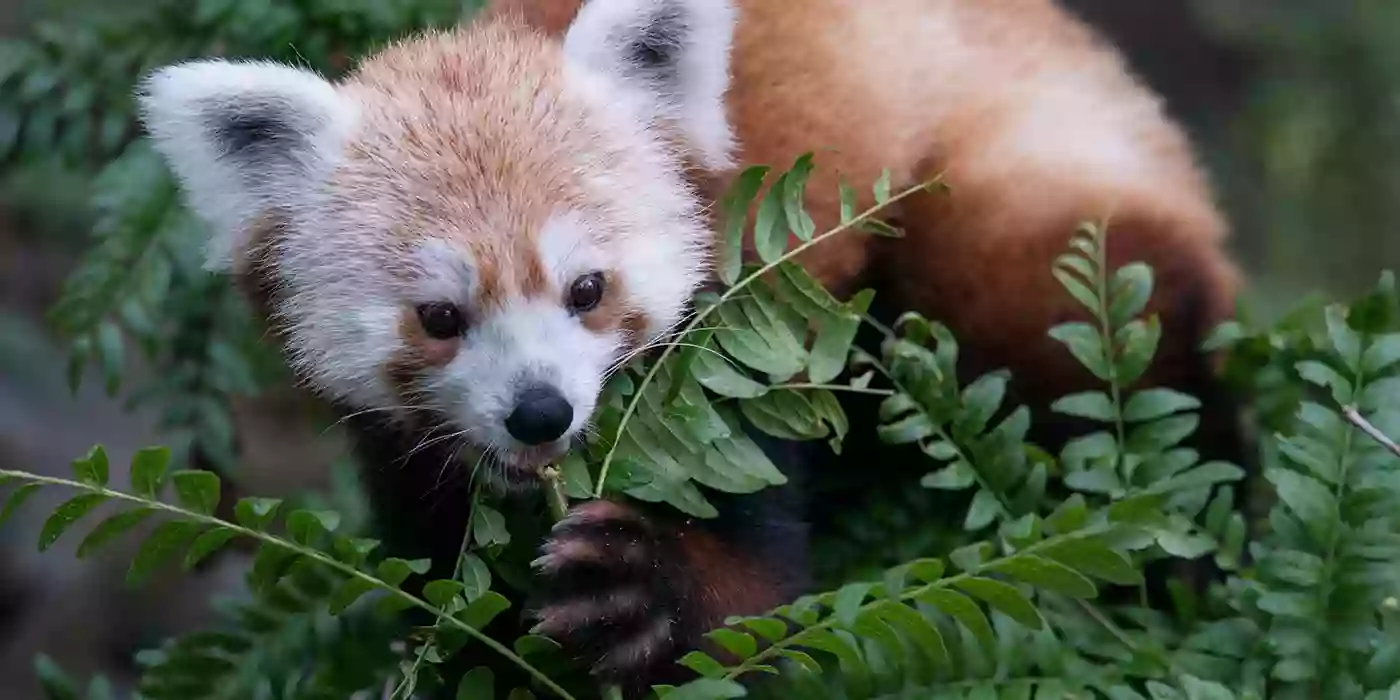 Red Panda Exhibit