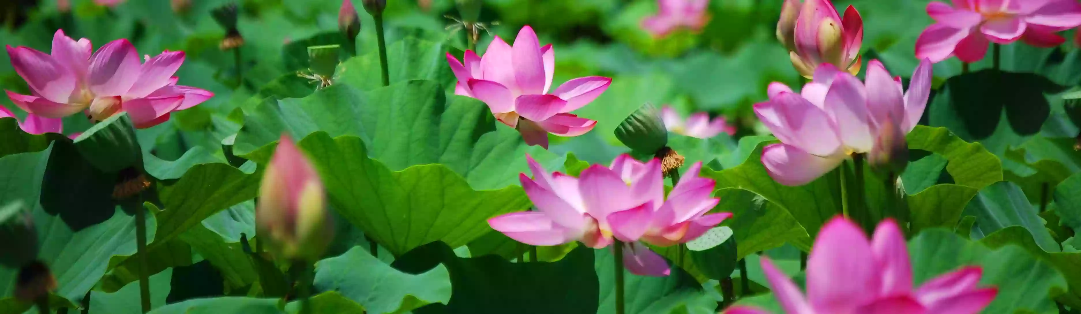 Kenilworth Park & Aquatic Gardens