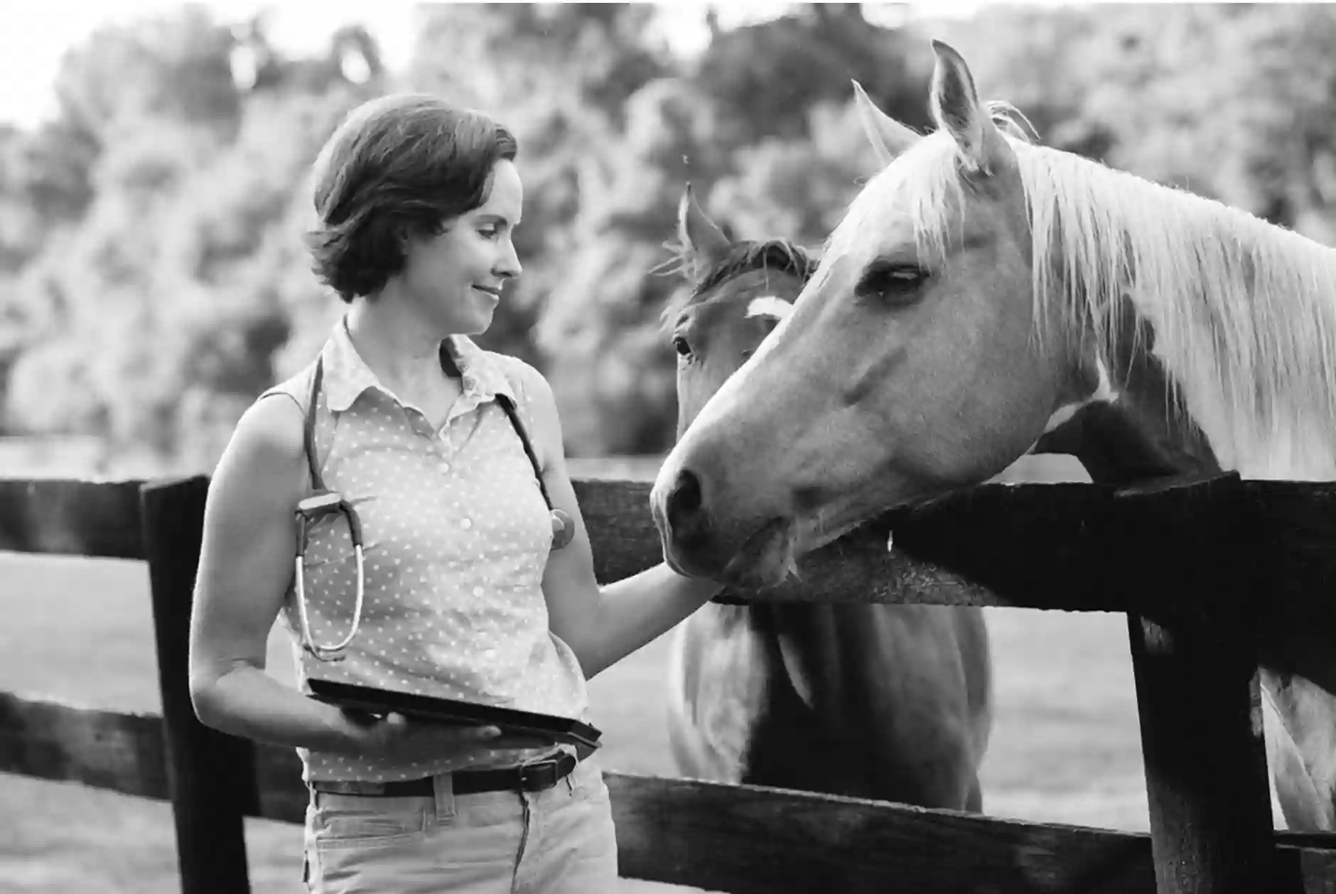 Olde Towne Equine - Dr. Kate Moga DVM, ACCC/AVCA