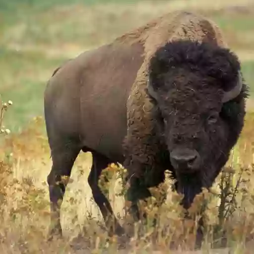 Native Buffalo Spirit