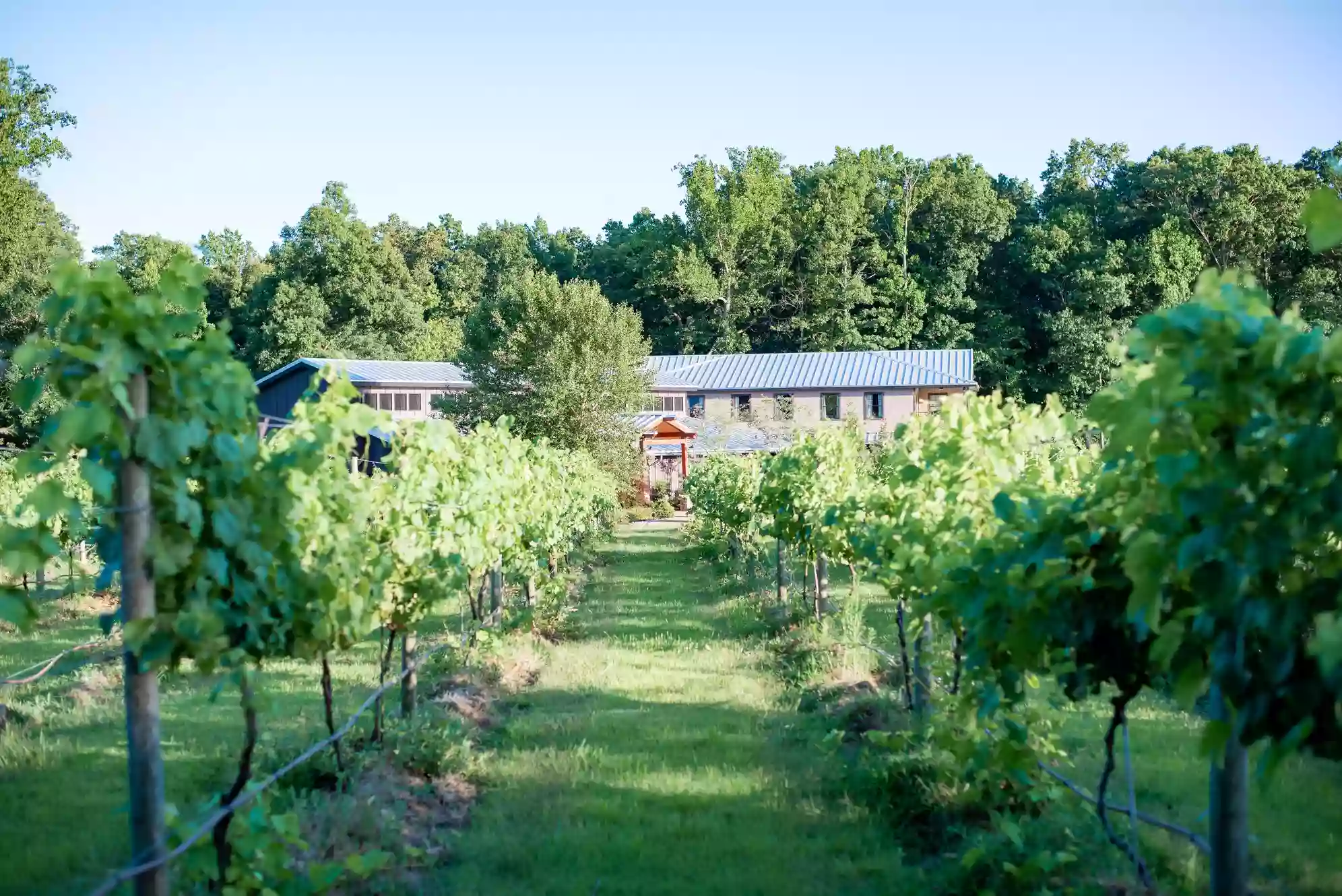 Ashton Creek Vineyard