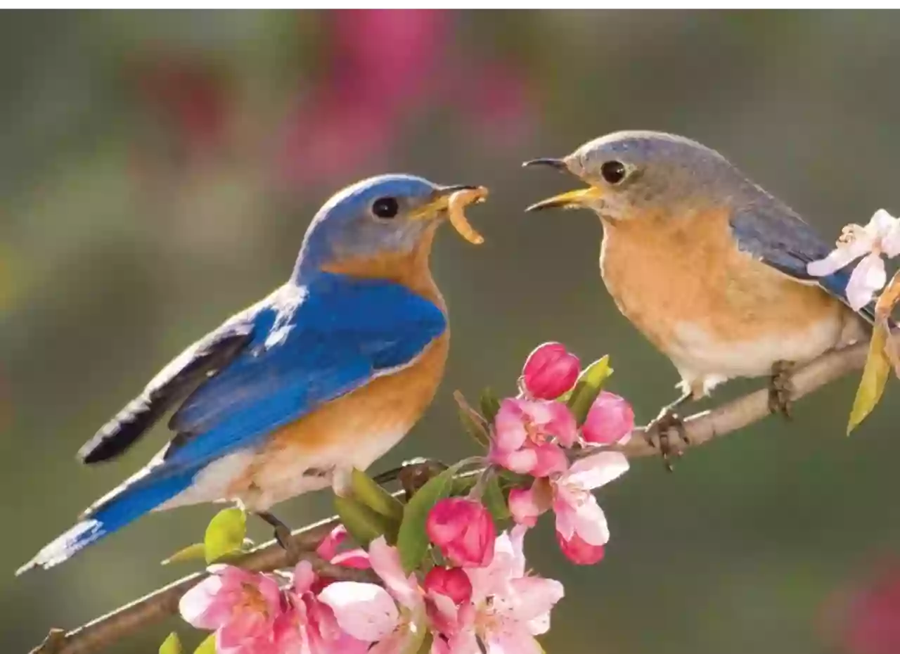 The Backyard Bird Feeder