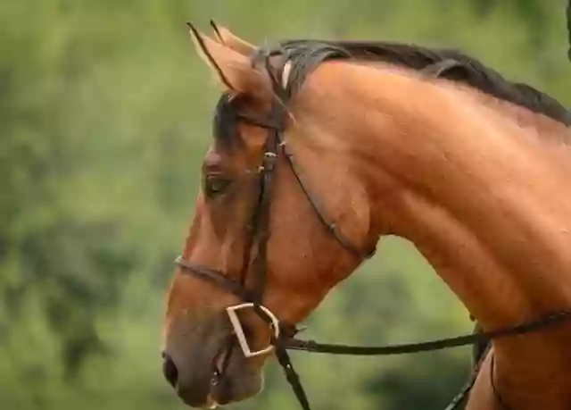 Pond View Stables