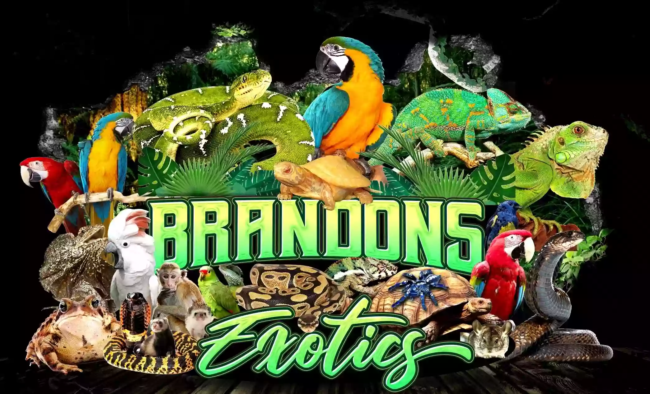 Brandons Exotic Pets