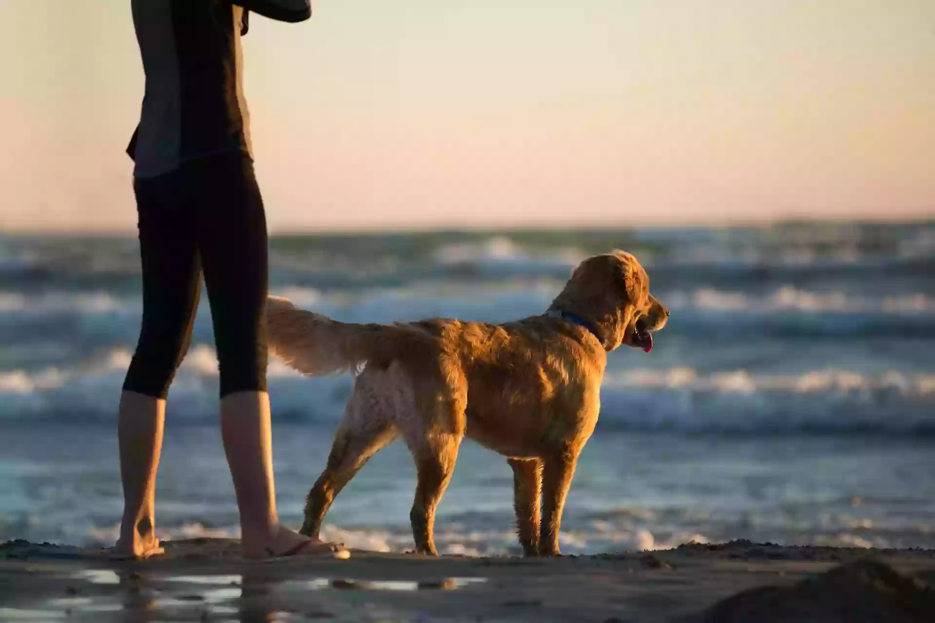 Virginia Beach Veterinary Hospital