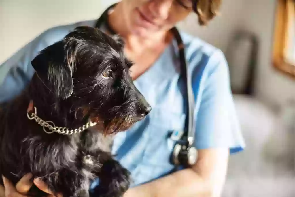 Ally Urgent Veterinary Care