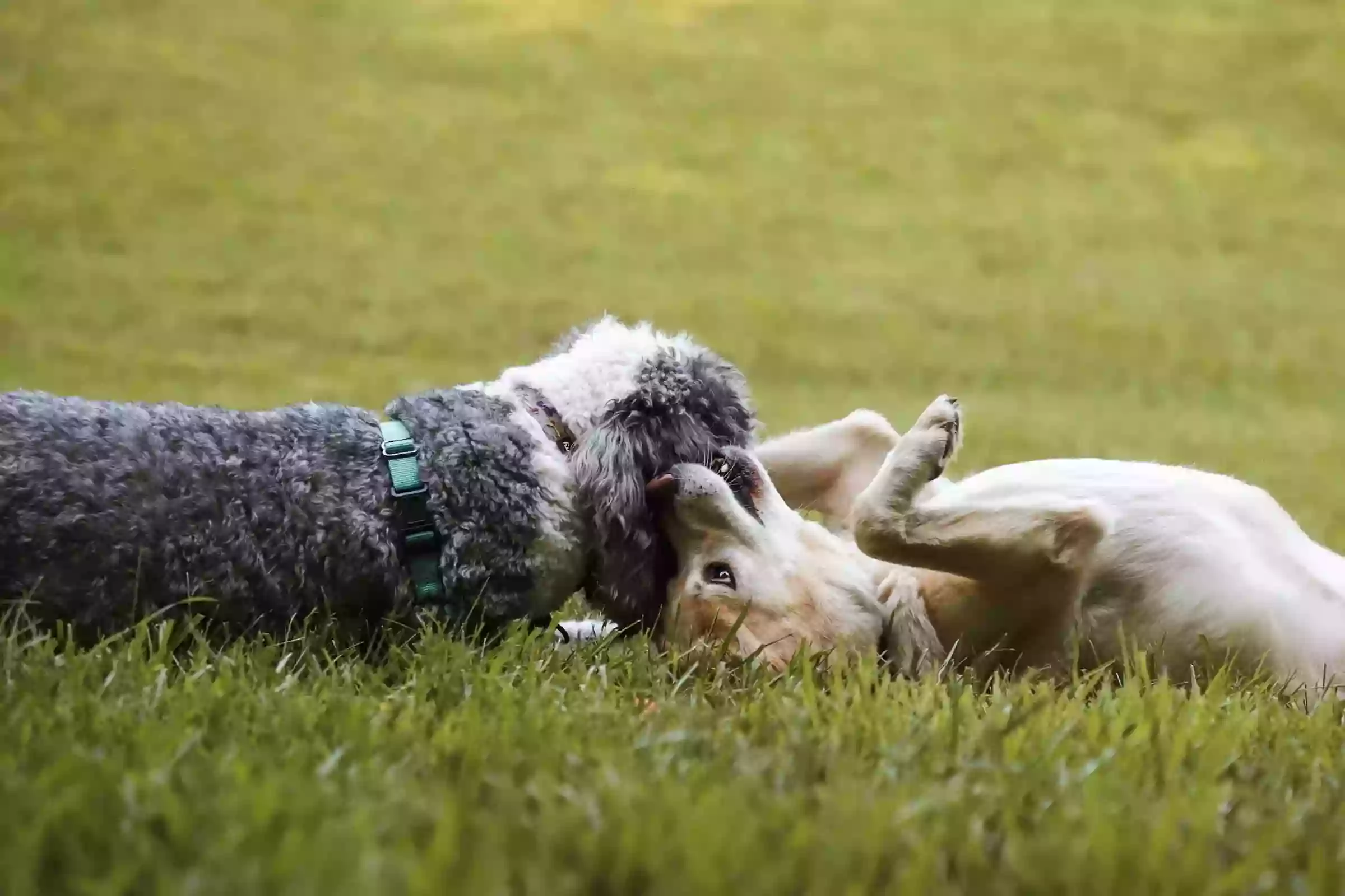 Happy Hound K9 Social Club