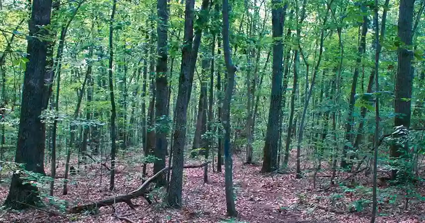 Payne's Farm Battlefield