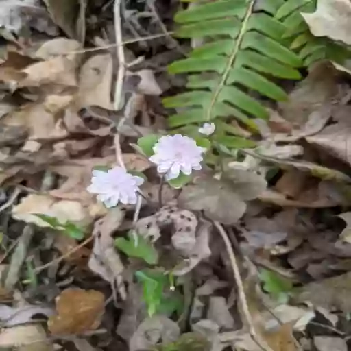 Pollinator Rare Plants