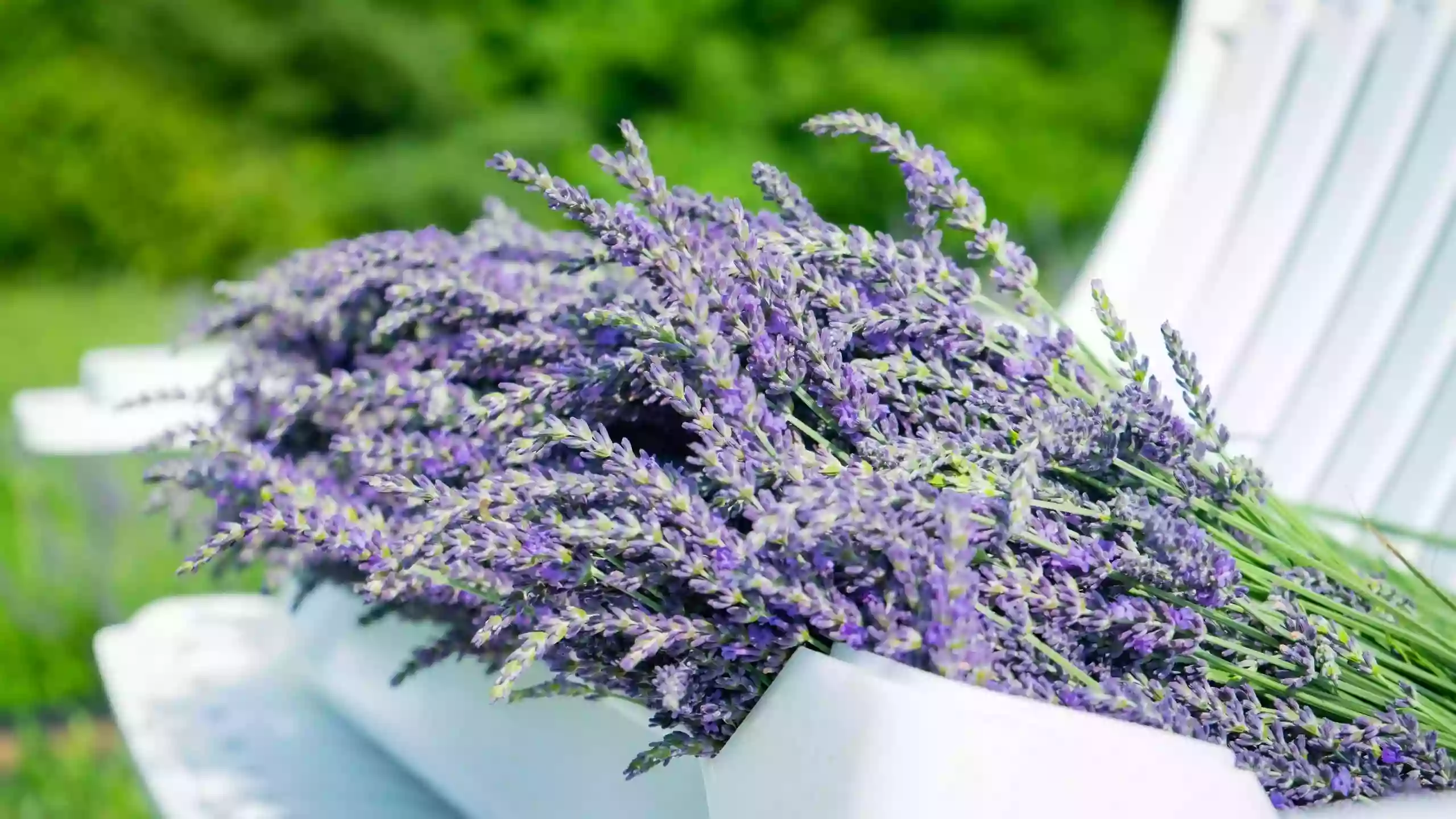 Carroll County Lavender Company