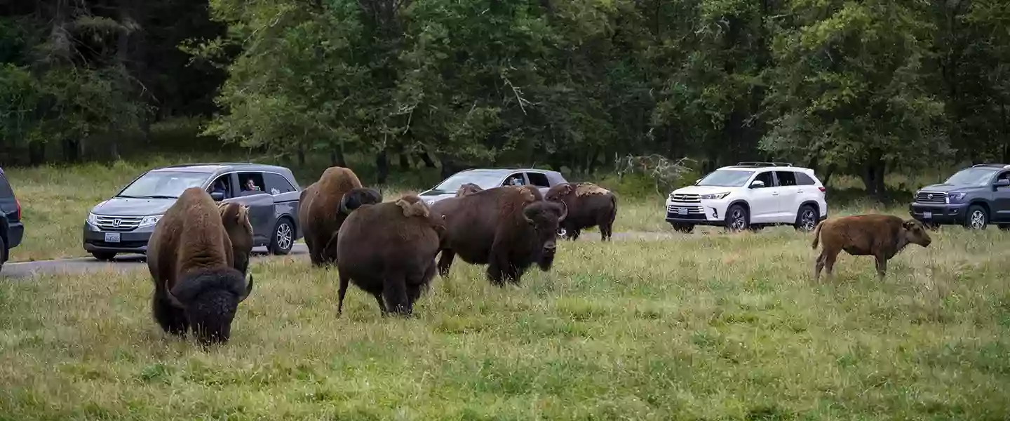 Northwest Trek Wildlife Park