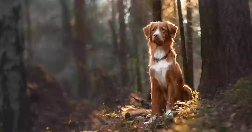 Angeles Clinic for Animals