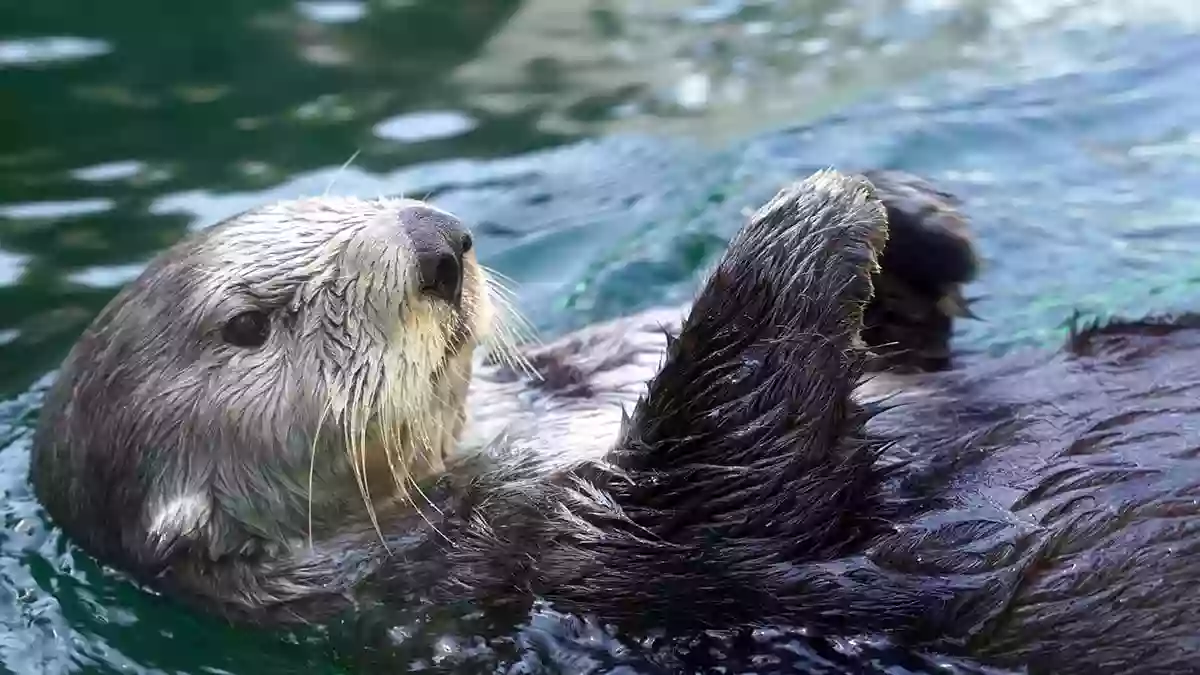 Seattle Aquarium