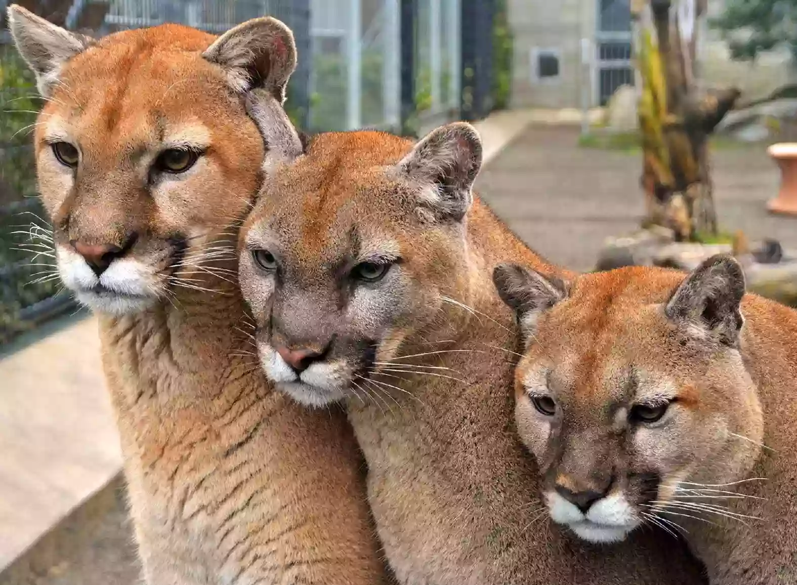 Cougar Mountain Zoo