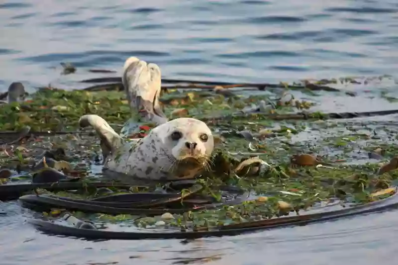 Deception Pass Tours