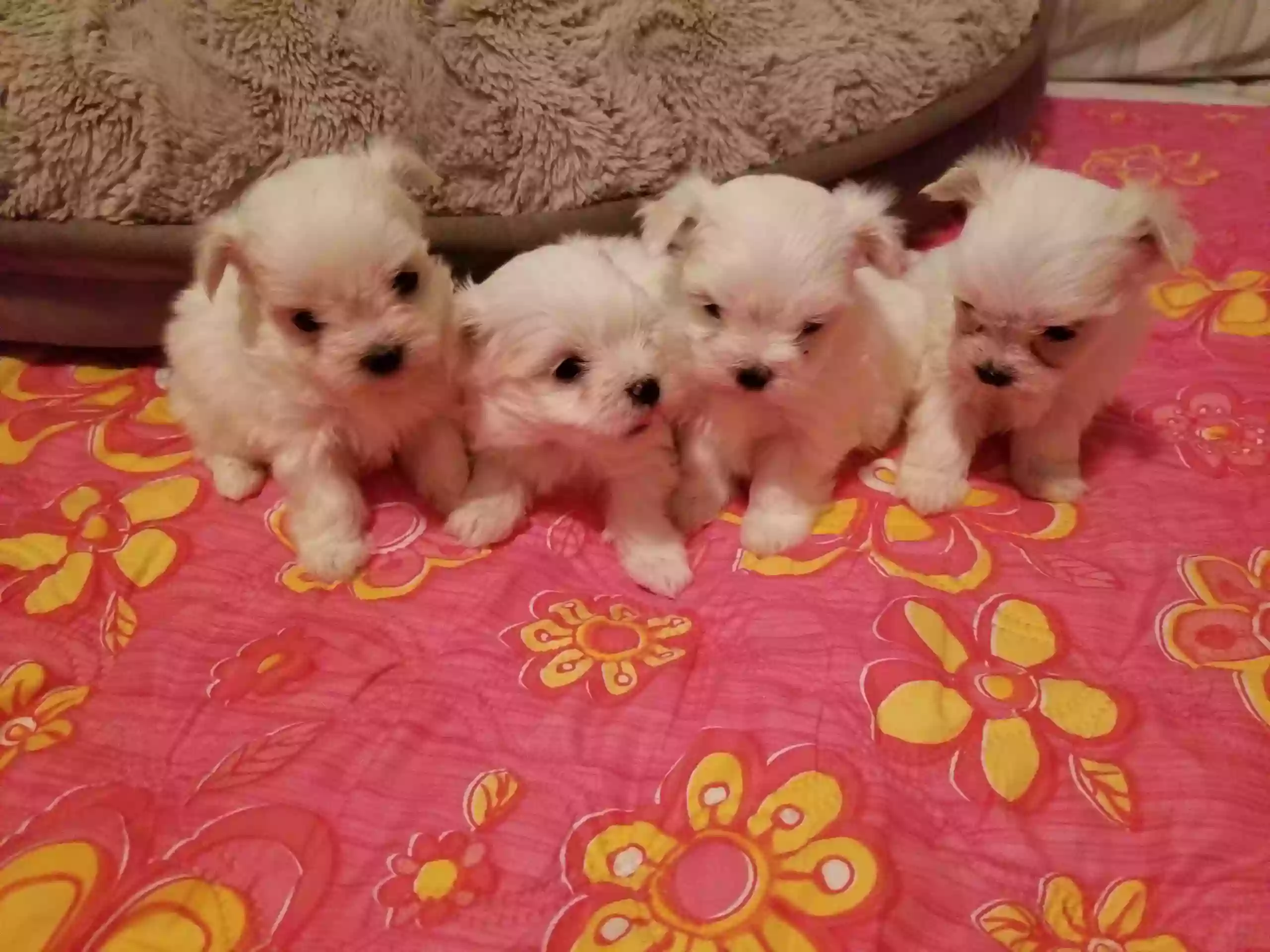 Puppy Village