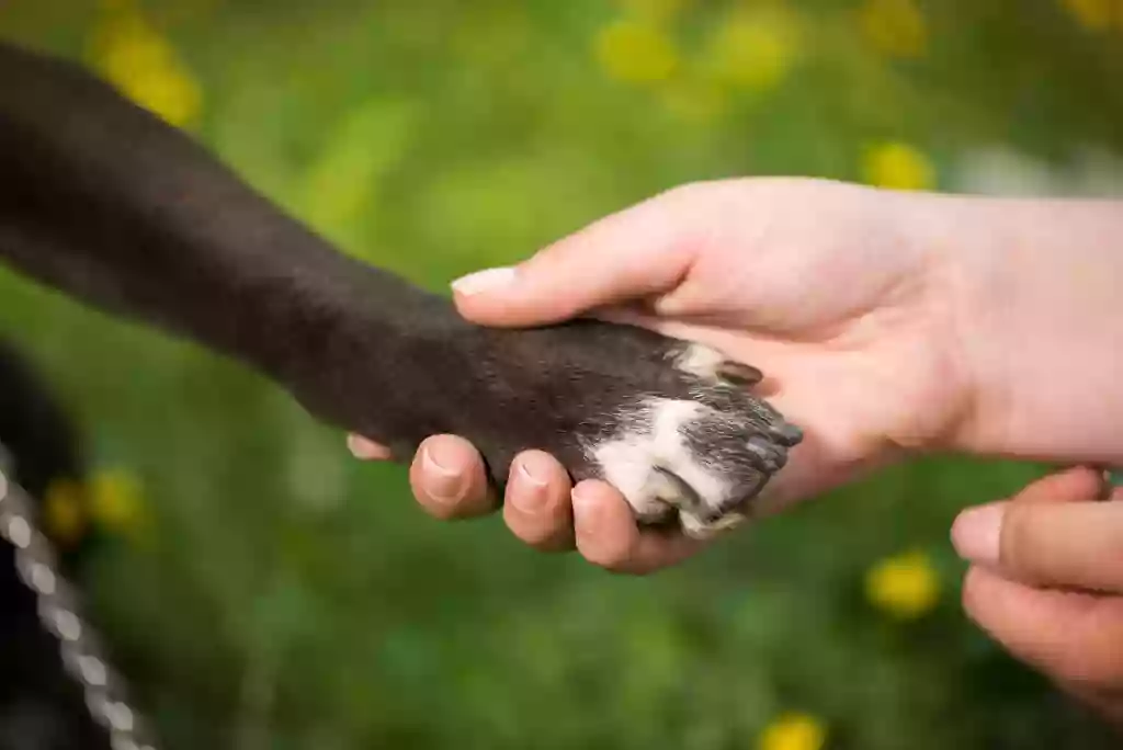 Animal Medical Center of Seattle