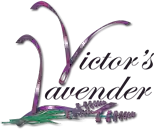 Victor's Lavender