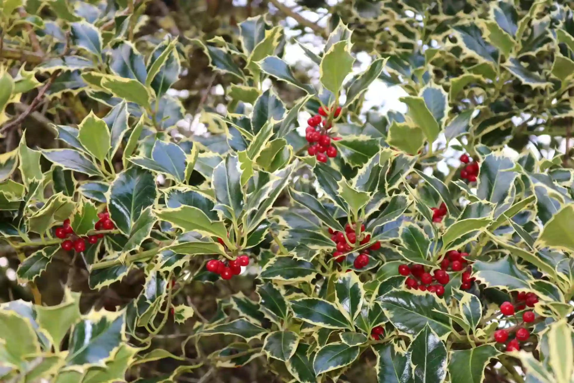 Holly Hill Orchards