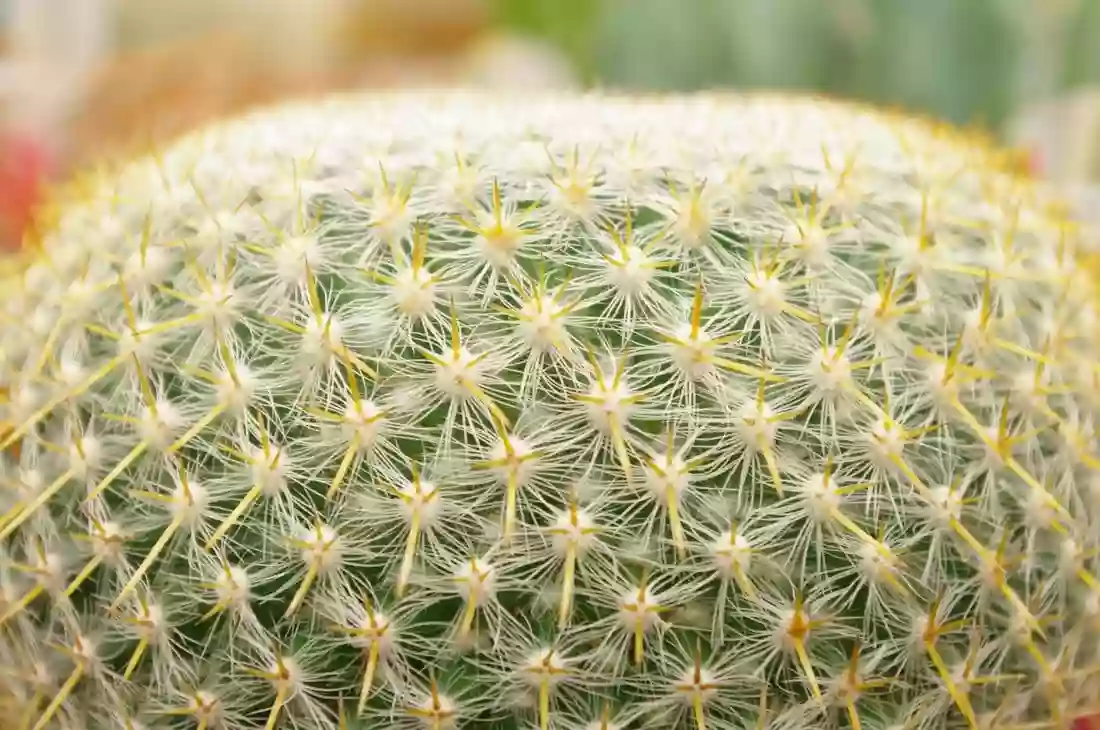 Brothers Greenhouses