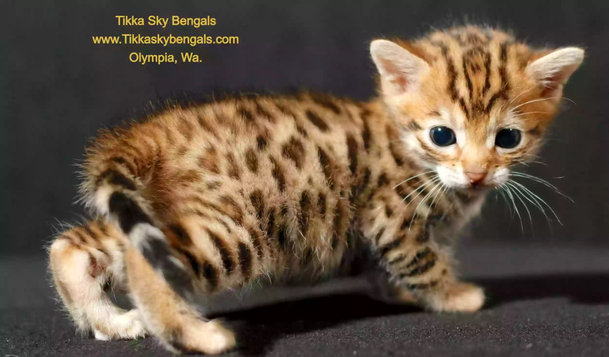 Tikka Sky Bengals