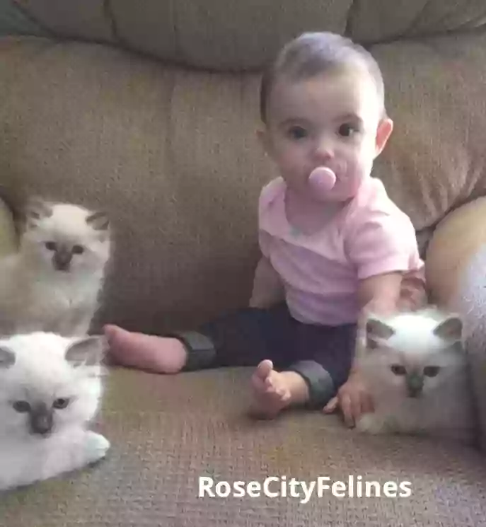 Rose City Felines~ Specializing in Ragdolls