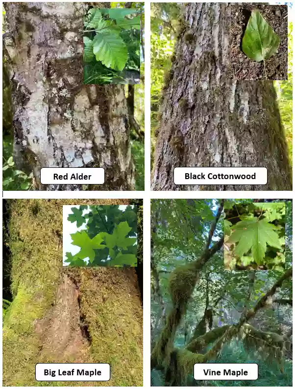 Hall of Mosses Trailhead