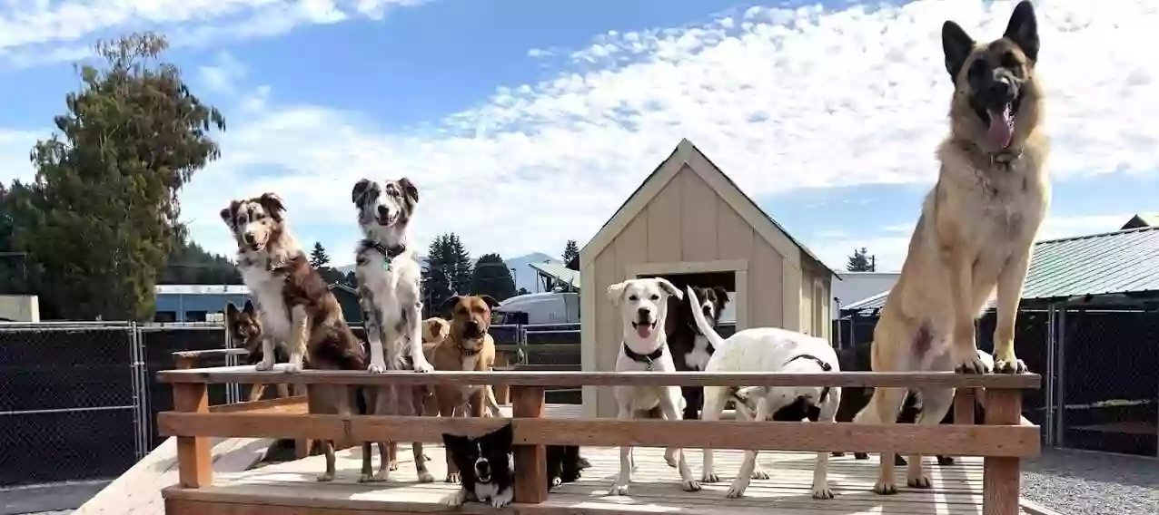Doggy Come Play: Daycare