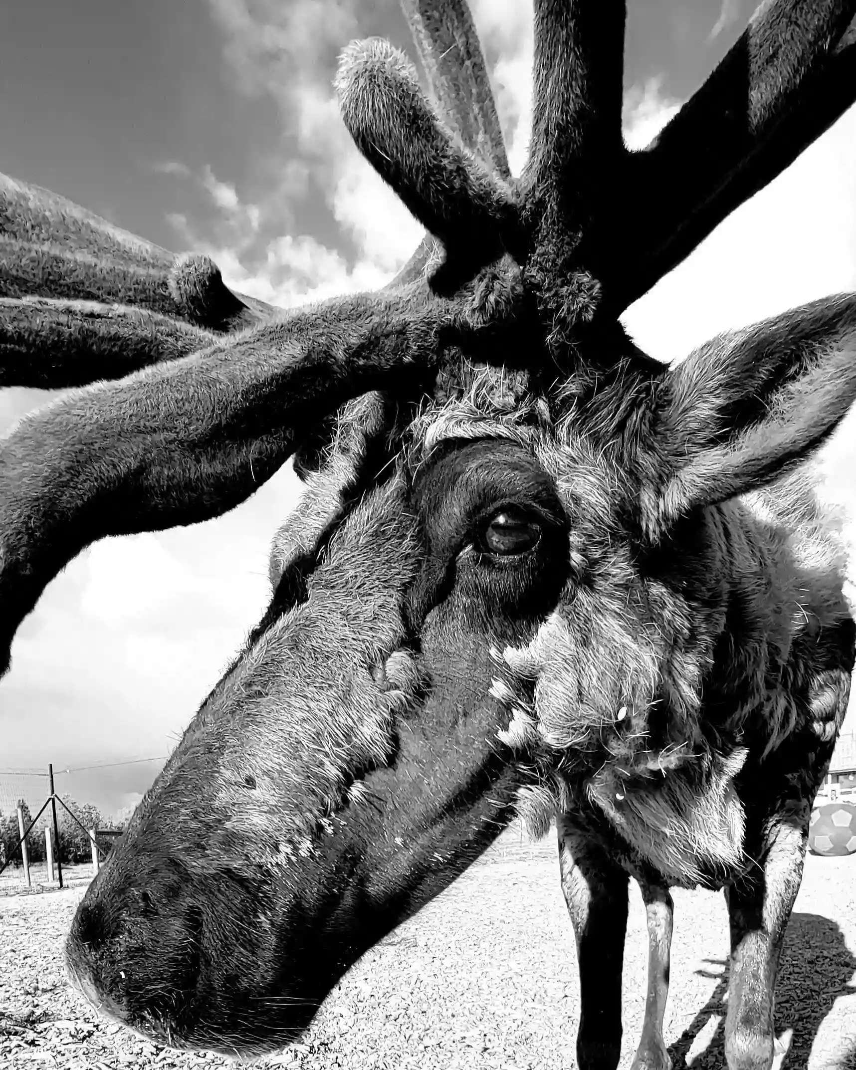 Goldendale Reindeer open by appointment only