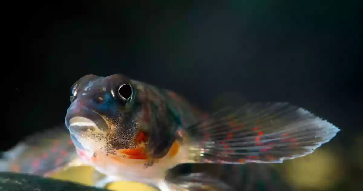 White Sulphur Springs National Fish Hatchery