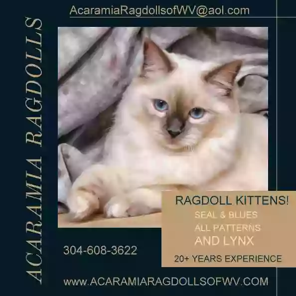 Acaramia Ragdolls of WV