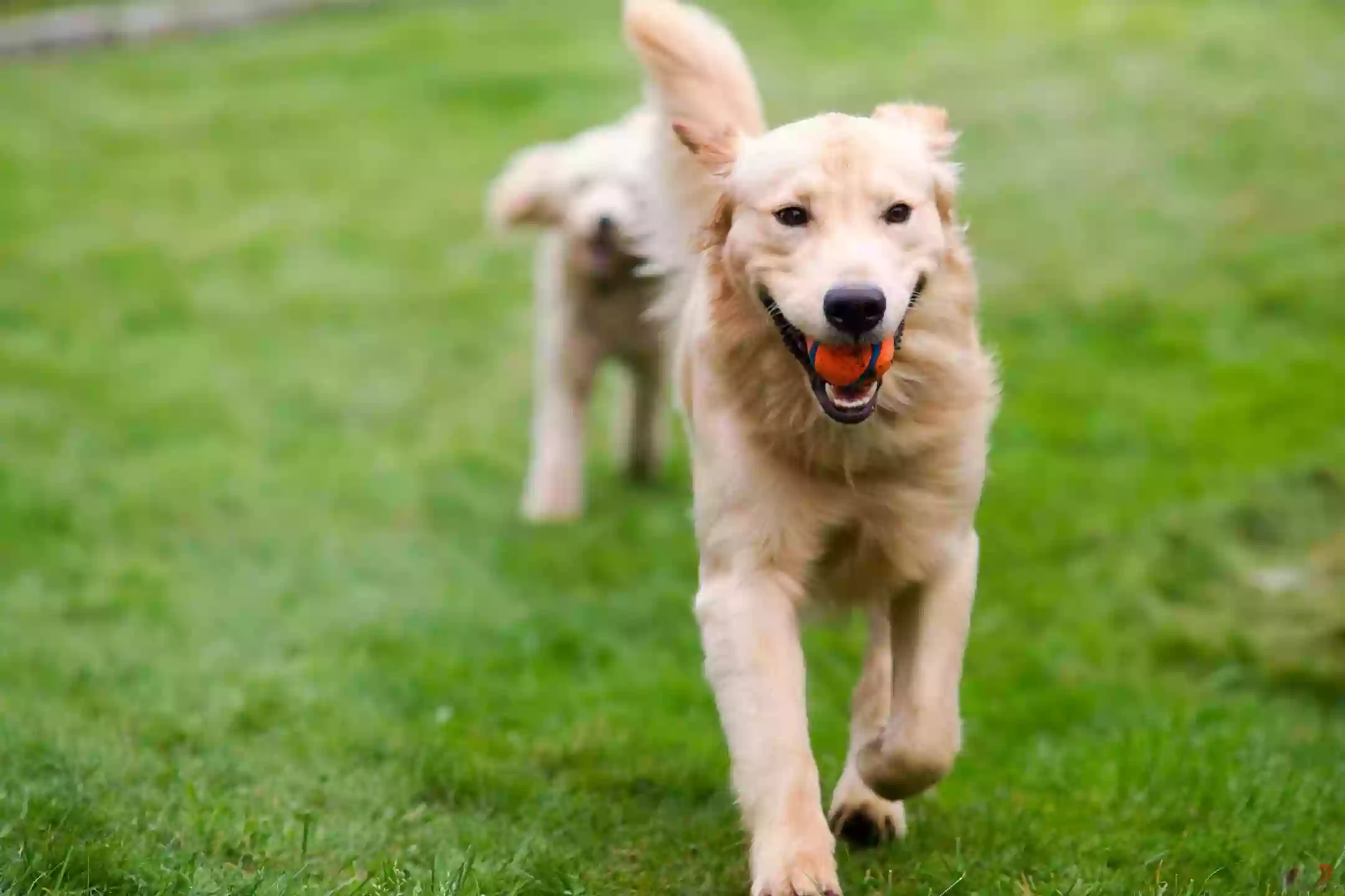 Lakeland Area Dog Park