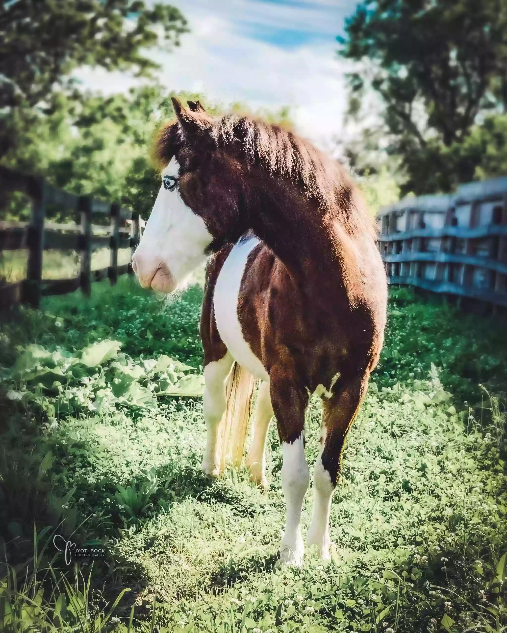 Liberty Equestrian Center