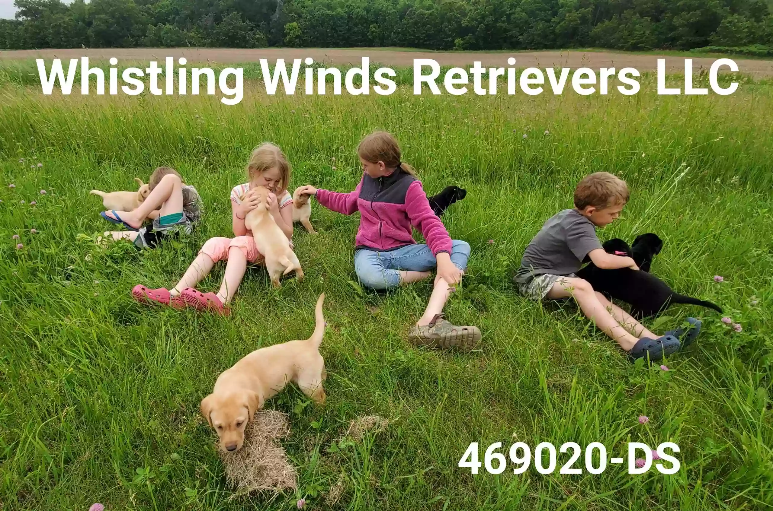 Whistling Winds Retrievers