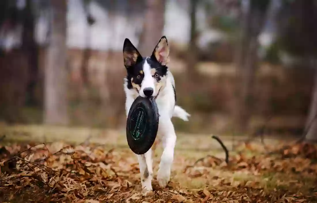 Forest Home Animal Clinic