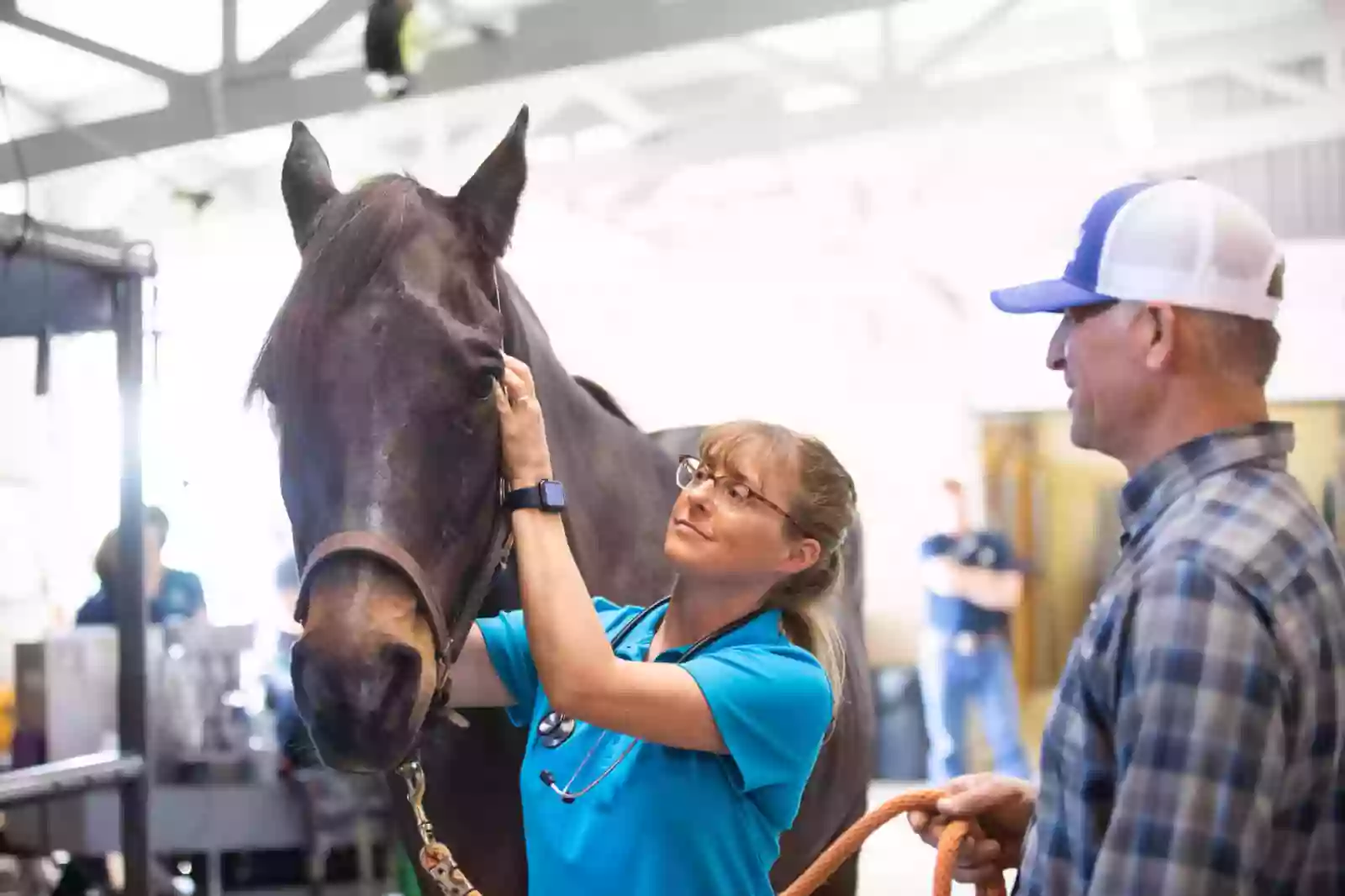 Midwest Veterinary Dental Services