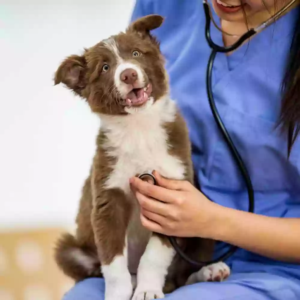 Foxridge Veterinary Care