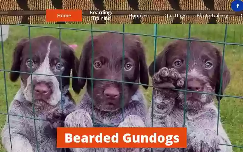 Bearded Gundogs - German Wirehaired Pointers, Dog Training and Boarding