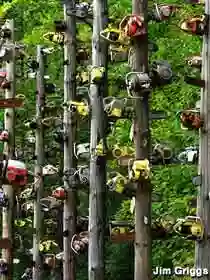 Chainsaw Forest