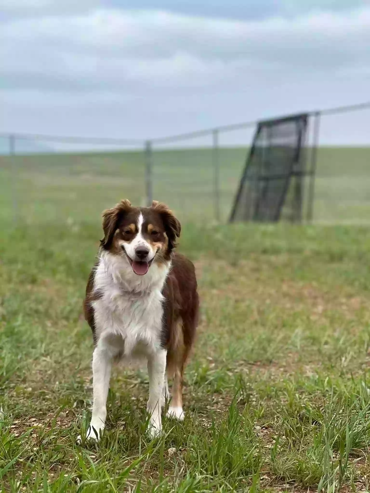 Coyote Kennels