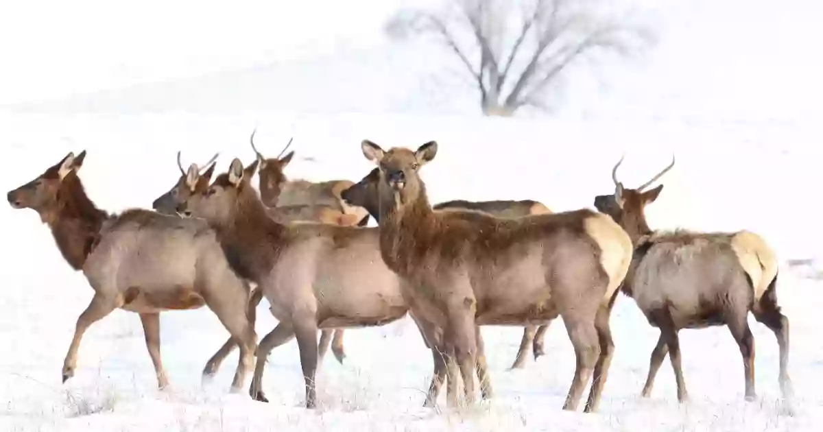 National Elk Refuge