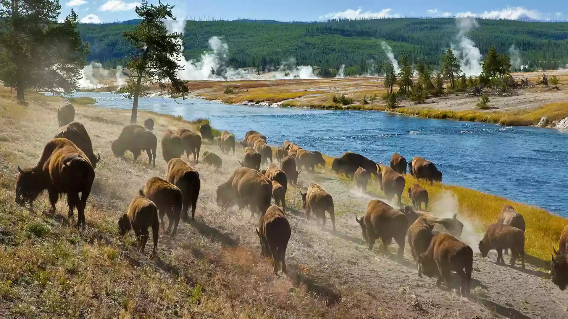 Teton Excursions - Yellowstone Tours