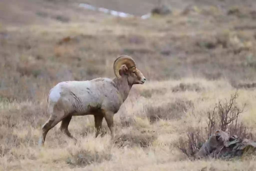 Wildlife Expeditions of Teton Science Schools