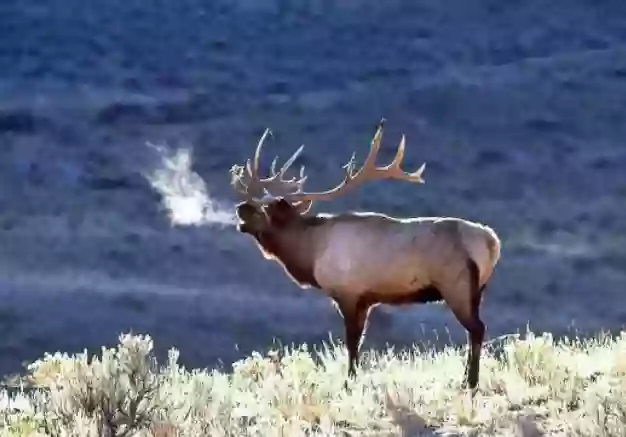 National Elk Refuge Sleigh Rides