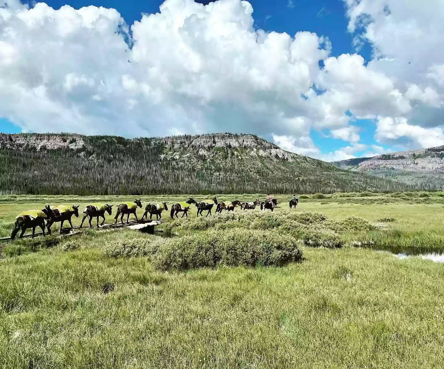 Yellowstone Outfitters